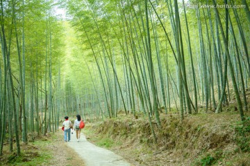 溪头村竹林风光