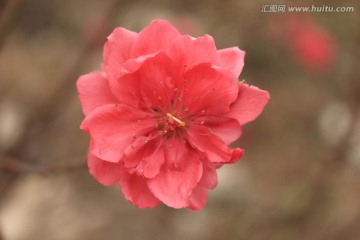 美丽的桃花