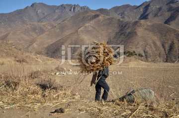 背柴禾 劳动者