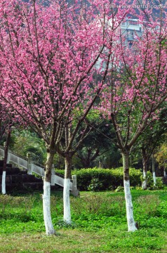 梅花树