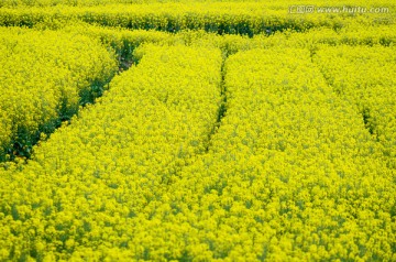 油菜花田