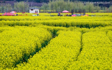 春游油菜花田