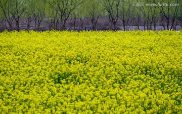 油菜花田和垂柳