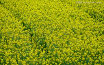 油菜花田