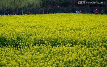 油菜花田