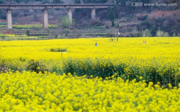 油菜花田和铁路桥