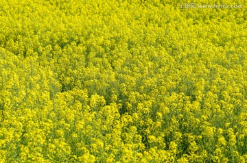 油菜花田