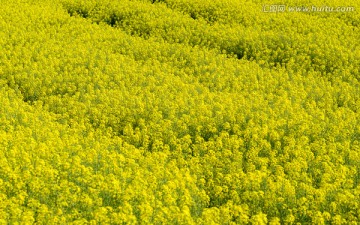 油菜花田