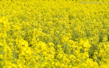 油菜花