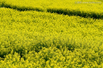 油菜花田