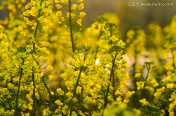 夕阳下的油菜花