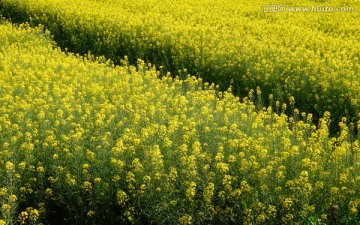 油菜花田