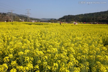 春游油菜花田