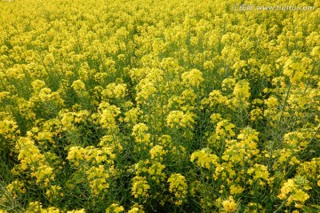 油菜花