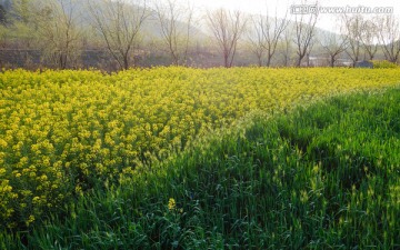 油菜花和大麦田