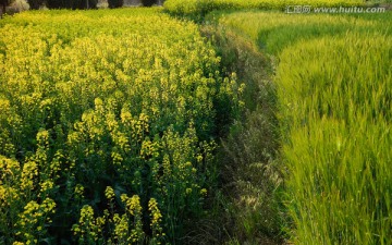 油菜花和大麦田