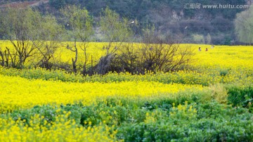 春游油菜花田