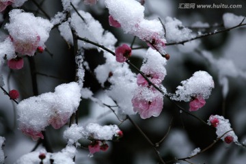 梅 雪 雪中寒梅