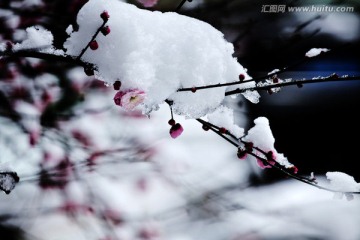 梅 雪 雪中寒梅