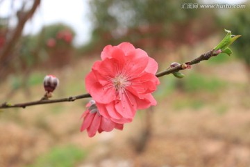 美丽桃花