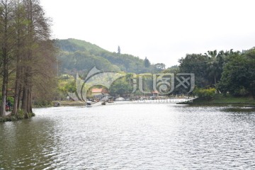 仙湖风景