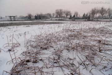 雪中残荷