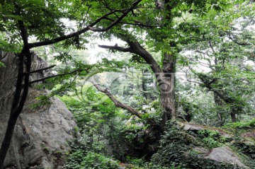 连云港花果山原始森林