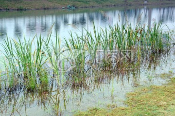 水草