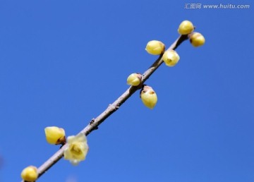 含苞待放的梅花