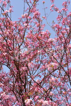 海棠花 垂丝海棠