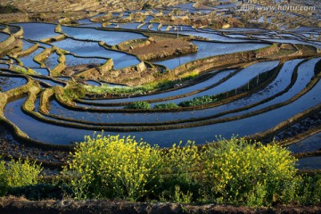 油菜花与梯田风光