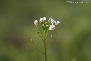 野花 高清图