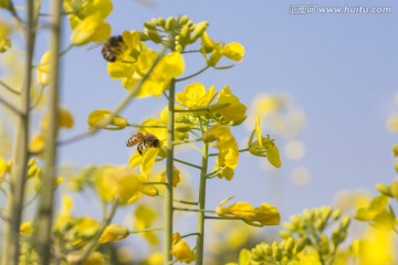 勤劳的使者 蜜蜂