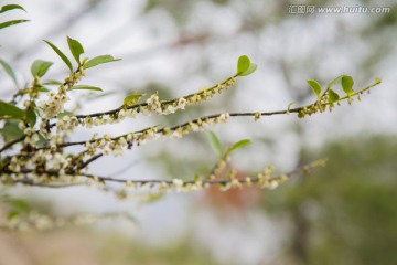 山间小白花 高清图