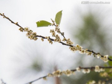 一支小白花 高清图