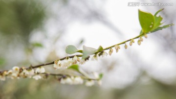 山间小百花