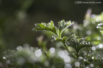 绿色植物与露水 高清图