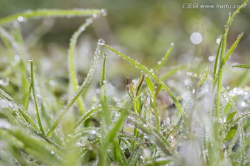 小草露水