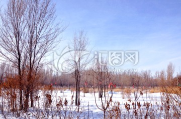 雪景 树林