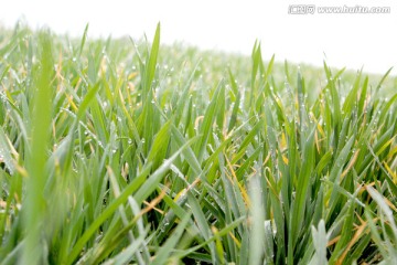 小麦 杂草 麦草 春天 春季