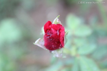 月季 花卉 蔷薇 植物