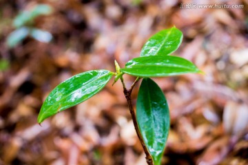 小清新植物