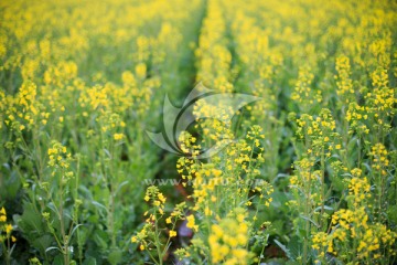 油菜花田