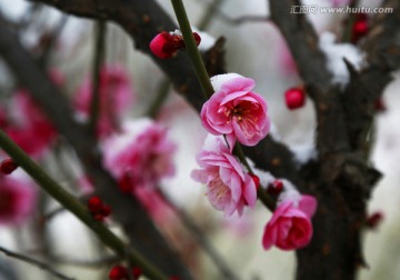 雪映梅花