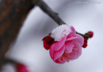 雪映梅花