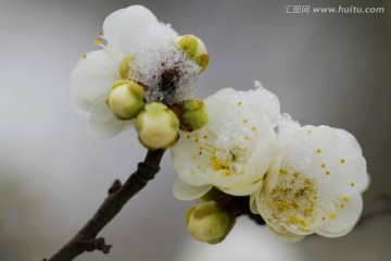 雪映梅花