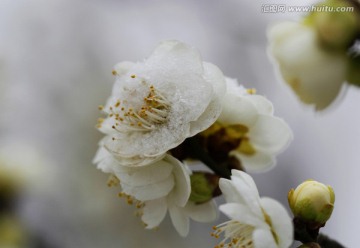 雪映梅花