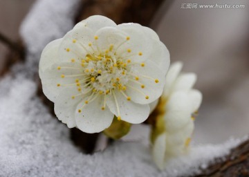 雪映梅花