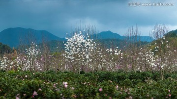 广州从化溪头村玉兰花海