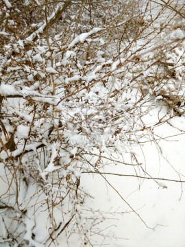 雪景 树枝